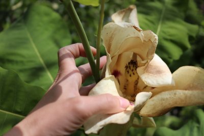 Magnolia macrophylla ssp. ashei - šácholan velkolistý 2